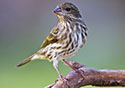 Carpodacus purpureus